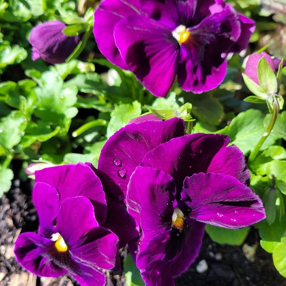 Meet your Posher, Patricia - Picture 1 of 1